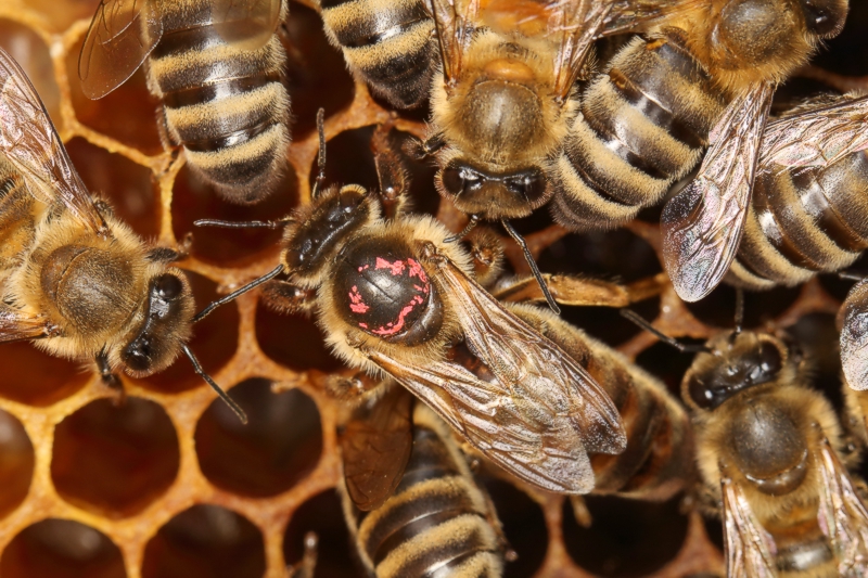 Bienenk�nigin umgeben von Ammenbienen